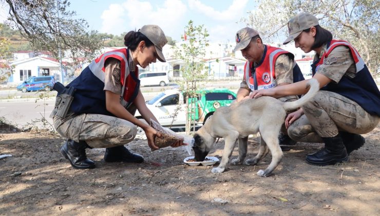 Jandarma, polis ve gönüllülerden sokak hayvanlarına mama desteği