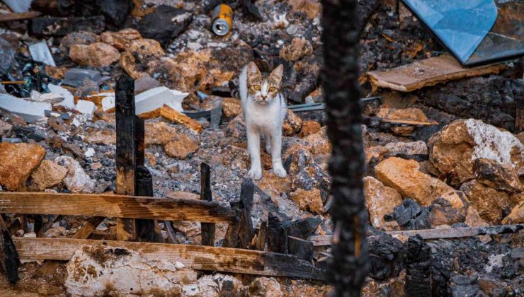 Yangında 6 yavrusunu kaybedip günlerce enkazdan ayrılmayan kedi, annesiz kalan yavruyu sahiplendi