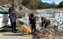 Jandarma, Zorlu Kış Şartlarında Sokak Hayvanlarını Unutmadı